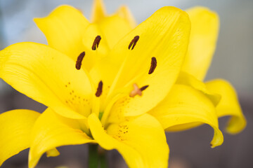 close up of yellow lily flowers in the garden