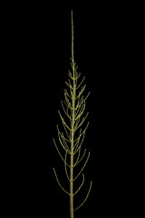 Water Horsetail (Equisetum fluviatile). Sterile Shoot Closeup