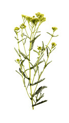 Flowers of the medicinal plant yarrow i