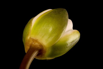 White Water-Lily (Nymphaea alba). Opening Flower Closeup