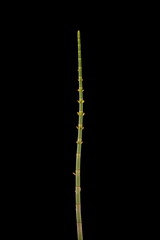 Water Horsetail (Equisetum fluviatile). Sterile Shoot Closeup