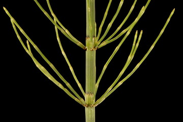 Water Horsetail (Equisetum fluviatile). Branch Whorls Closeup