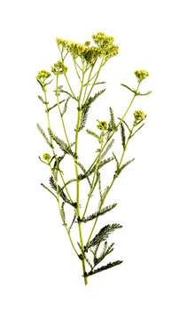 Flowers of the medicinal plant yarrow i