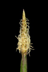 Common Spike-Rush (Eleocharis palustris). Flowering Spikelet Closeup