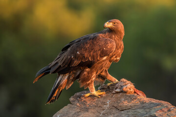 Golden eagle (Aquila chrysaetos) in the wild