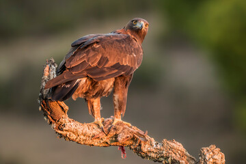 Golden eagle (Aquila chrysaetos) in the wild