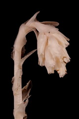 Yellow Bird's-Nest (Monotropa hypopitys). Inflorescence Closeup
