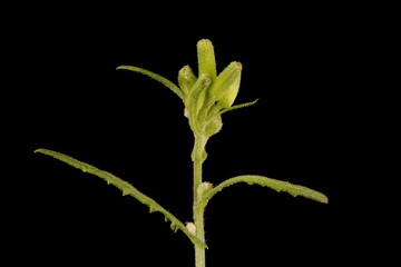 Groundsel (Senecio vulgaris). Immature Synflorescence Closeup
