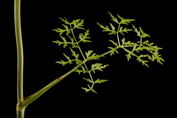 Mountain Hog's Fennel (Peucedanum oreoselinum). Cauline Leaf Closeup