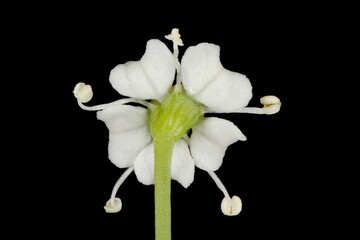 Mountain Hog's Fennel (Peucedanum oreoselinum). Flower Closeup