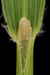 Korean Feather Reed Grass (Calamagrostis arundinacea). Leaf Sheath and Ligule Closeup