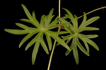 Bloody Crane's-Bill (Geranium sanguineum). Leaves Closeup