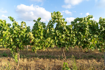 Fototapeta na wymiar Green grape vineyard for the wine industry