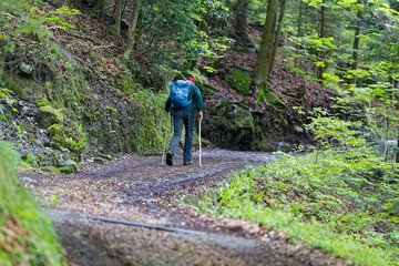 Fototapeta premium Swiss path hiking trail with rear view of senior male hiker with sticks on a cloudy spring day on the to Swiss village Seelisberg. Photo taken May 18th, 2023, Seelisberg, Canton Uri, Switzerland.