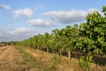 Fototapeta na wymiar Green grape vineyard for the wine industry