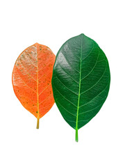 Green jackfruit leaves, picture of leaves, picture of natural leaves, bright colors, green, yellow,...