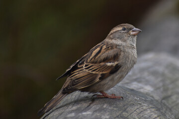 close up sparrow sat on branch detailed face British wildlife bird avian