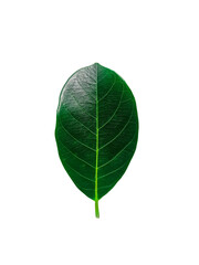 Green jackfruit leaves, picture of leaves, picture of natural leaves in bright colors, isolated from a white background.	