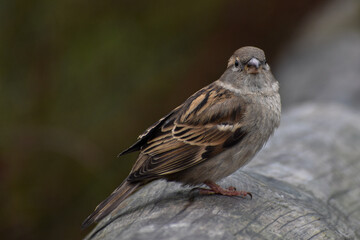 close up sparrow sat on branch detailed face British wildlife bird avian