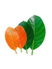 Green jackfruit leaves, picture of leaves, picture of natural leaves, bright colors, green, yellow,...
