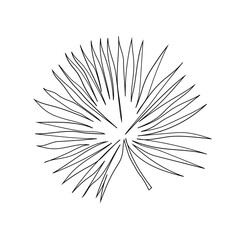 Palm leaves are drawn with a continuous line. Palm Washingtonia. Black outline. Tropical leaf. Botanical element isolated on white. Hand drawn. Vector illustration.