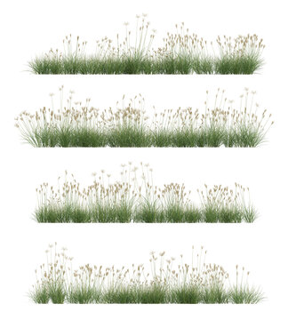 3d rendering of Cyperus rotundus 