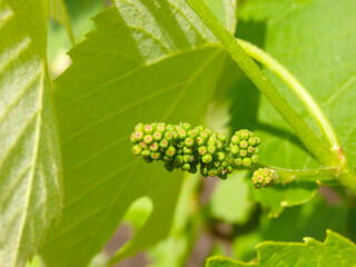 Beautiful grapes leaves in a vineyard. Vineyard background in summer.