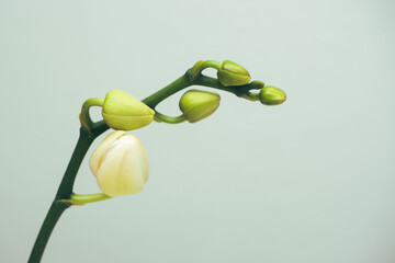 Beautiful magnolia flower bud on white background.
