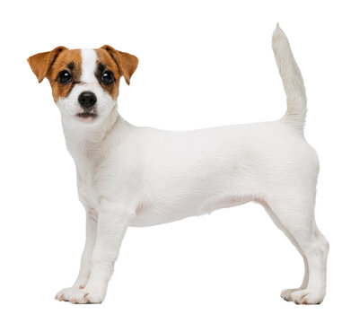 Portrait of cute playful puppy of Jack Russell Terrier in motion, jumping isolated over transparent background.