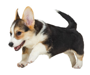Funny playful dog. Sweet and cute little corgi dog, puppy running, playing isolated on transparent background