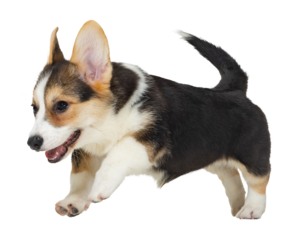 Funny playful dog. Sweet and cute little corgi dog, puppy running, playing isolated on transparent background