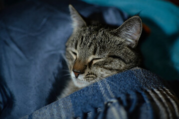 The kitten is sleeping in the bed. A teenage cat is lying on a sofa on a pillow, covered with a knitted blue blanket. Pet. Protection and care of animals.