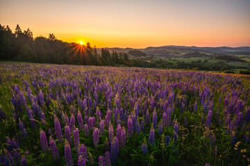 Plakat Flowering lupines on a mountain meadow during sunrise