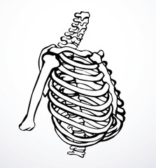 Vector drawing. Thorax and ribs