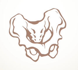 Vector drawing. Pelvic bones icon