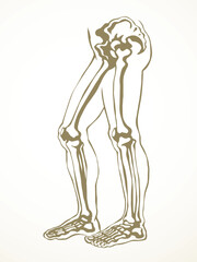 Vector drawing. Bones of the leg
