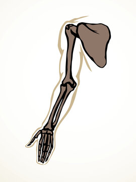 Vector drawing. Bones of the arm and shoulder