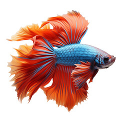 Betta fish, isolated, no background