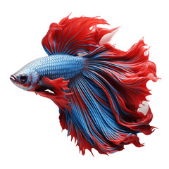 Betta fish, isolated, no background