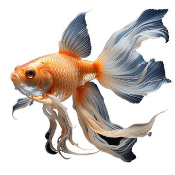 goldfish isolated, no background