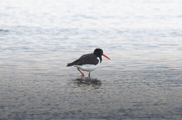 Eurasian oystercatcher (Haematopus ostralegus) is walking in shallow water