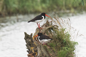 two eurasian oystercatcher are standing on a stump on the background of water