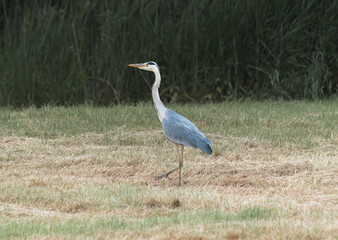gray common crane in the field