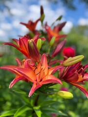 red and yellow lily flower