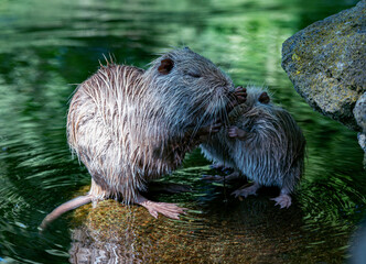 a female animal looking like a beaver but it is a coyou in germany in the wild