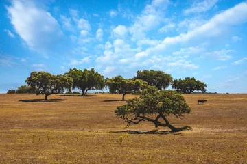 Poster Traditional Alentejo landscape in Portugal with cork oaks, herds of cows, olive groves and soil with straw yellow from the sun © WildGlass Photograph