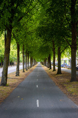 Fototapeta na wymiar Beautiful line of trees covering the street.