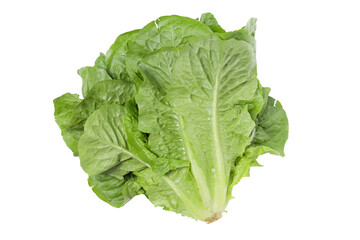 PNG, fresh summer food - lettuce isolated on white background