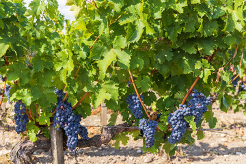Vineyards with Merlot near Chateau Dauzac, Margaux, Medoc, Bordeaux, Aquitaine, France