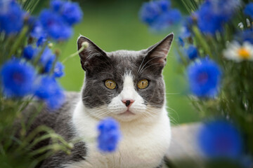 Domestic cat with cornflowers